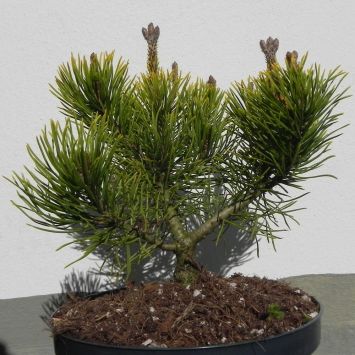 Bergkiefer 'Carstens Wintergold'