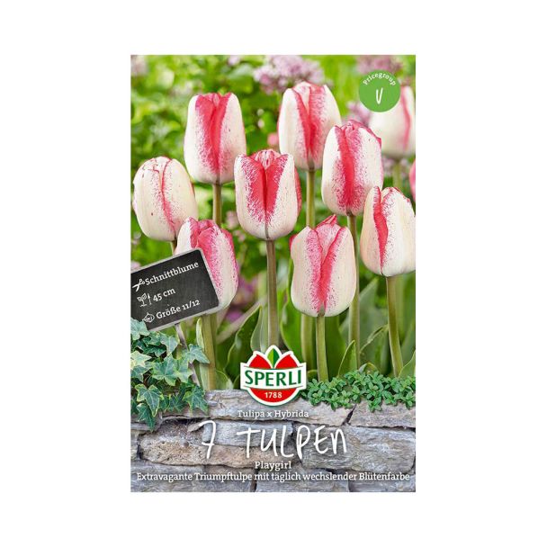 Tulpen Playgirl