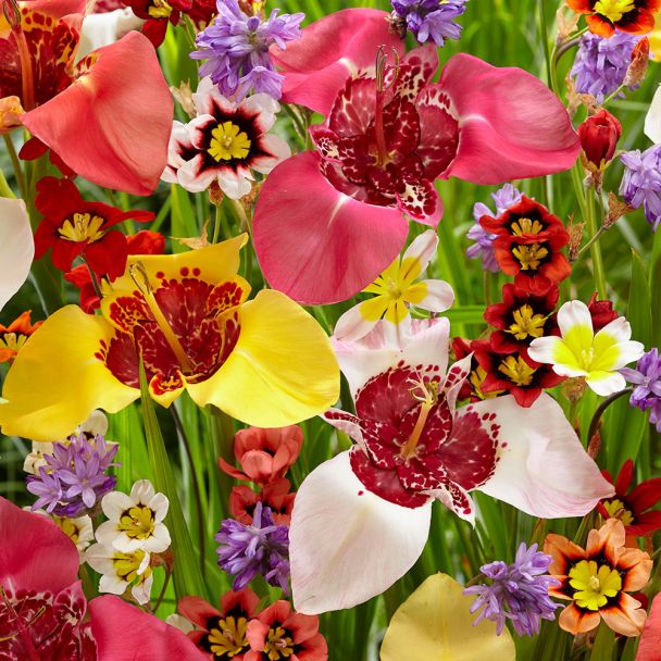 Power Mix Tigerblume/Sparaxis