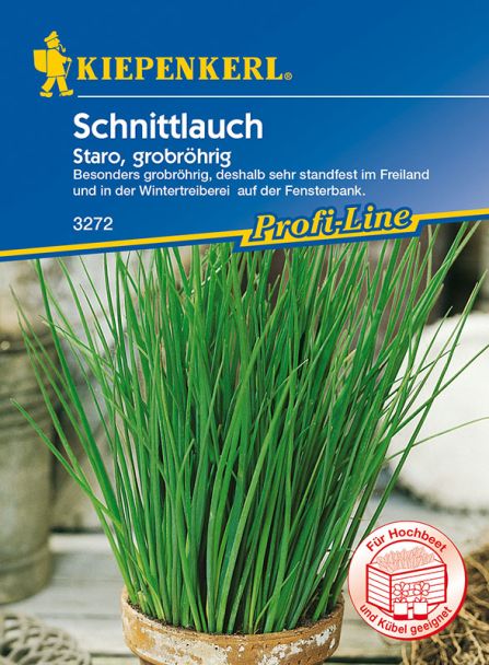 Schnittlauch 'Staro' grobröhrig