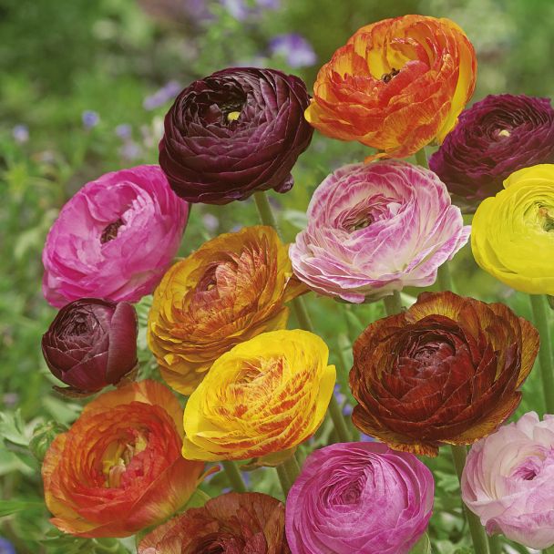 Ranunkel 'Picotee' Mischung