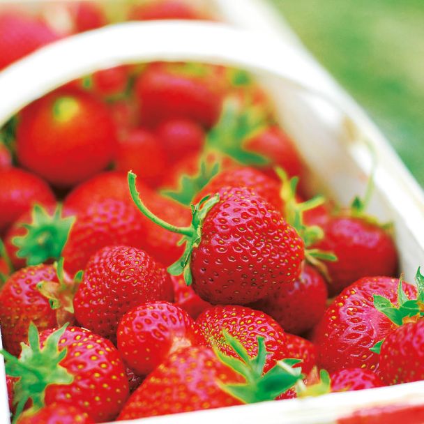 Französische Gourmet-Frucht Erdbeere 'Gariguette' - Setzlinge