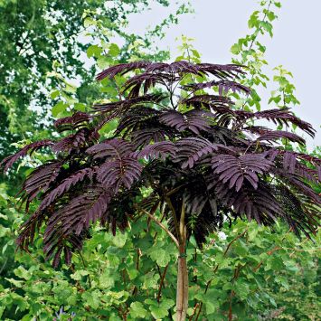 Albizia 'Summer Chocolate'