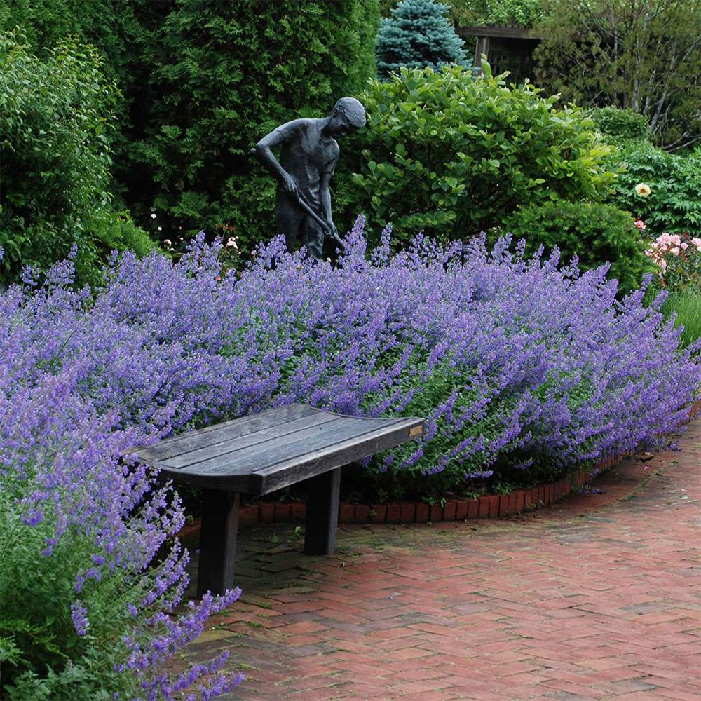 Nepeta 'Walker´s Low' Stauden halbhoch Blühstauden Stauden