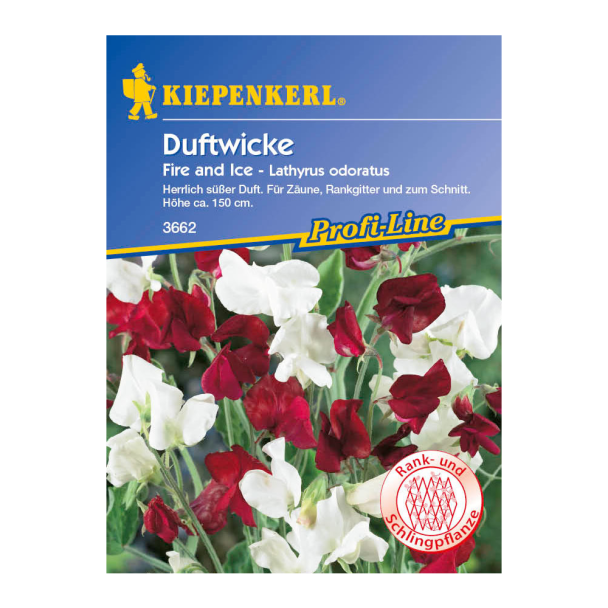 Duftwicke 'Fire and Ice'