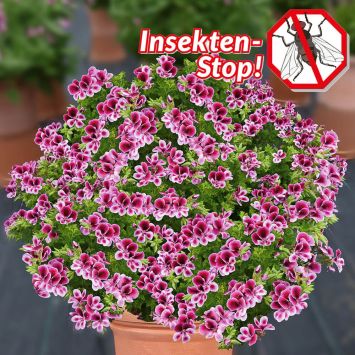 Duft-Geranie 'Angels Perfume'