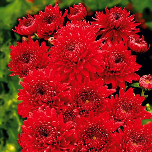 Garten-Chrysanthemen 'Feuerzauber'