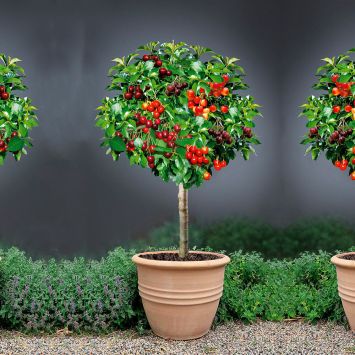 Kirschbaum Grande Familia
