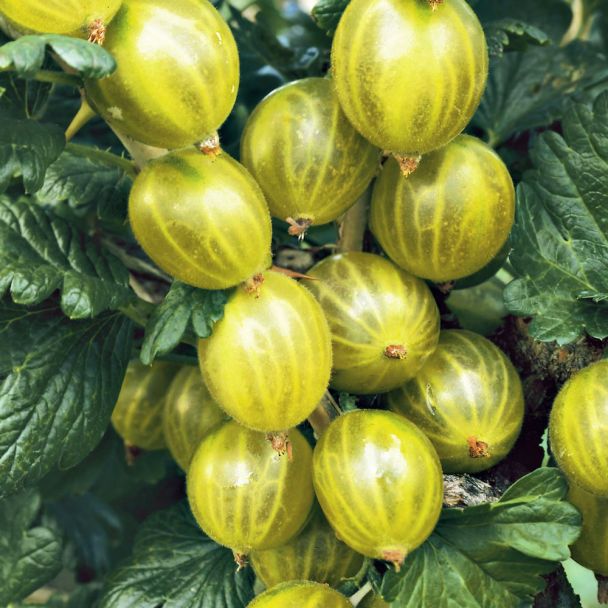 Stachelbeere 'Tatjana' dornenarm, grün