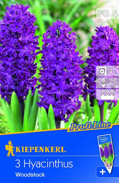 Hyazinthen `Woodstock` - Blumenzwiebel