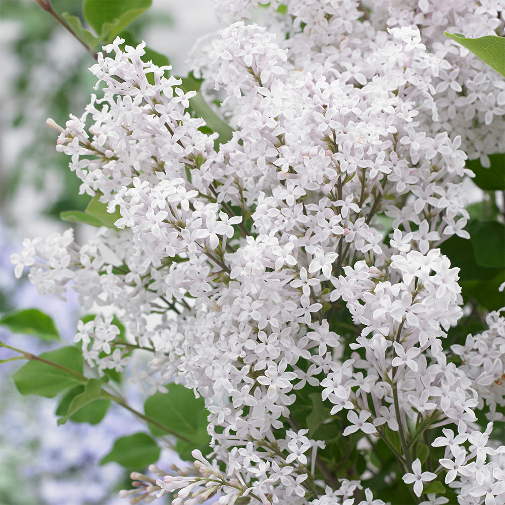 Zwergflieder Syringa Bloomerang 'White' Flieder Blüh & Ziergehölze