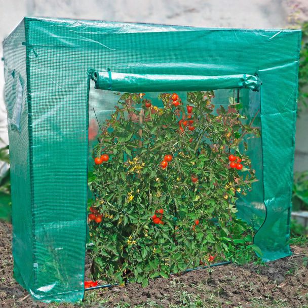 Tomaten-Gewächshaus