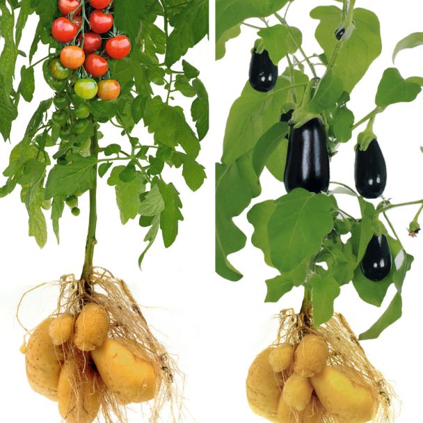 1TomTato® + 1 GineTato® im Sparpaket
