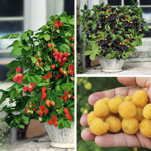 3 Zwerg-Beeren Lowberry®