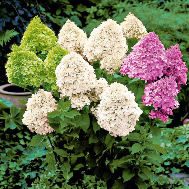 Rispen-Hortensie 'Limelight®'