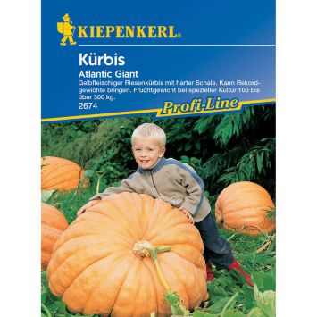 Kürbis 'Atlantic Giant'