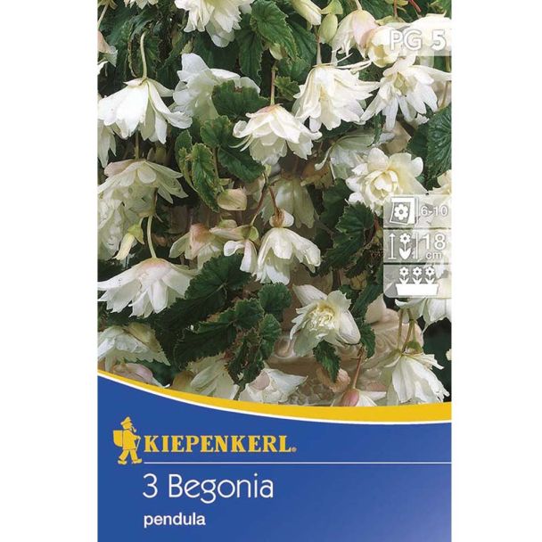 Begonien Pendula Weiss