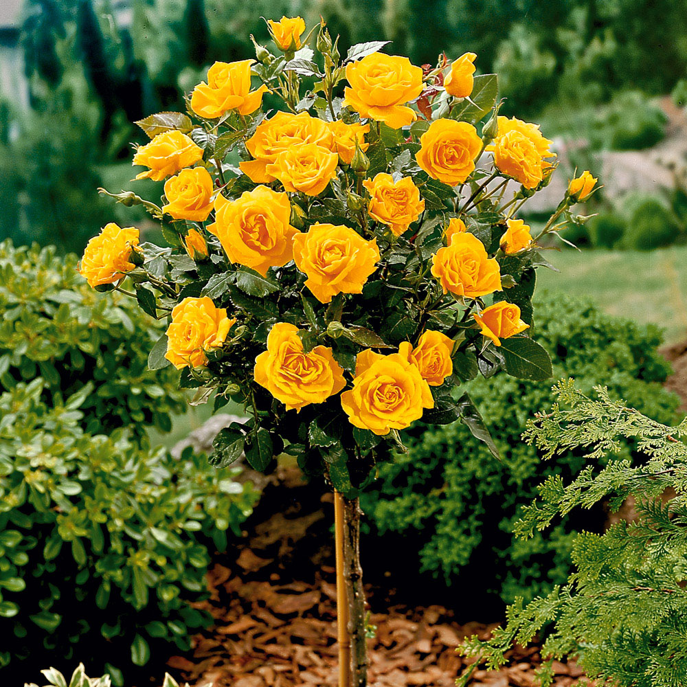 EdelrosenHochstamm, goldgelb RosenStämmchen Rosen Ahrens