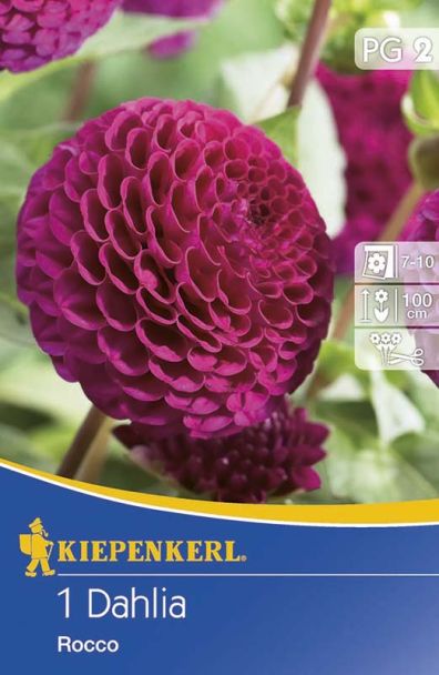 Pompon-Dahlien 'Rocco', purpur