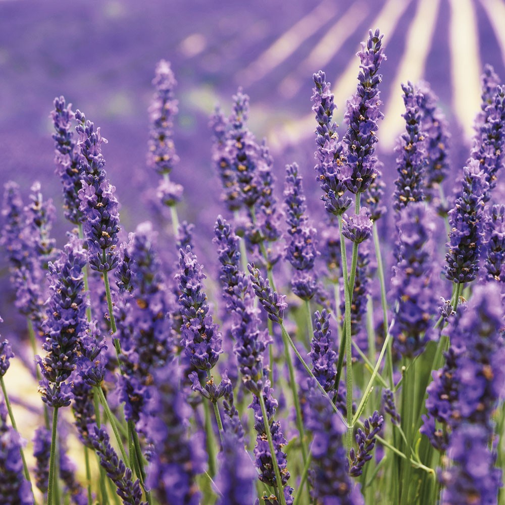 Duft-Lavendel