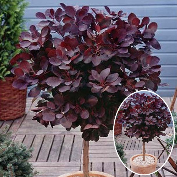 Roter Perückenstrauch 'Royal Purple' Stämmchen