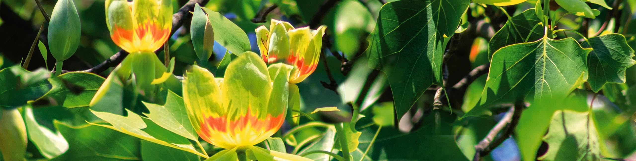 Tulpenbaum Tulipo