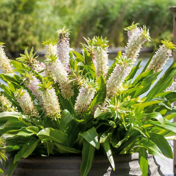 Eucomis Aloha® Maui
